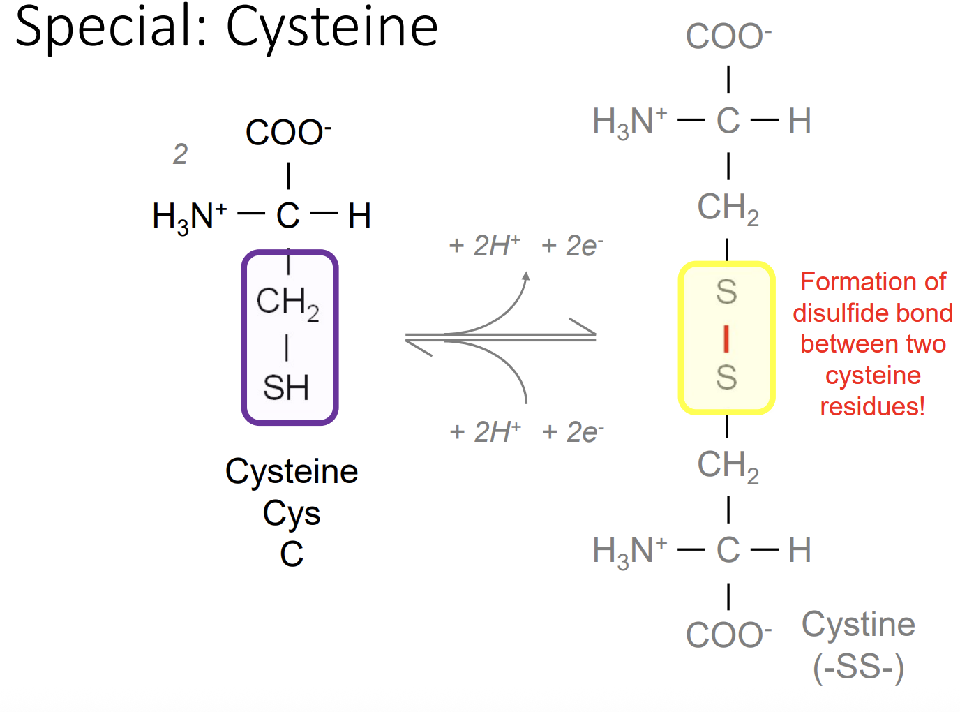 <p>Cys-C-can form a dimeric amino acid using disulphide bridge which makes strongly hydrophobic residues and used to form covalent links between parts of a protein or between 2 different polypeptide chains </p>