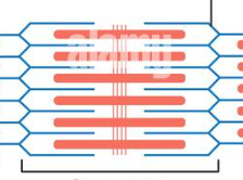 <p>a regular pattern of functional units — basic contractile unit of muscle fiber</p>