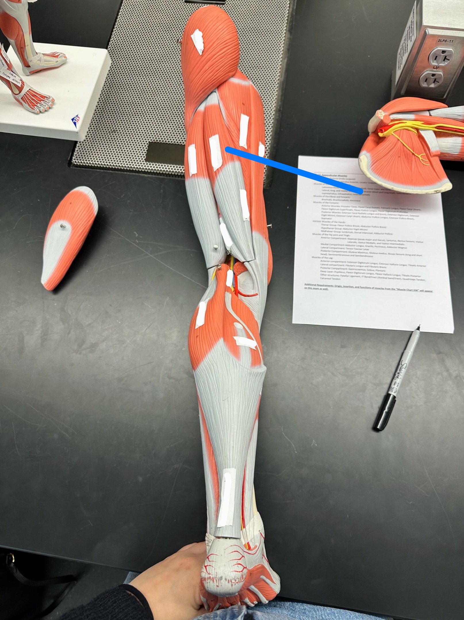 <p>ID muscle</p>