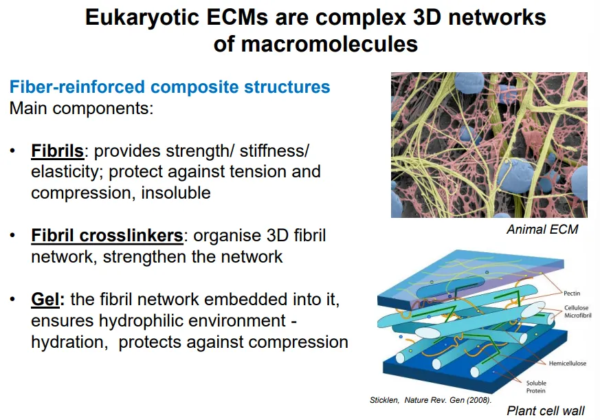 <p><strong>fibrils </strong>are made from <strong>collagen </strong>and <strong>elastin </strong>proteins:</p><ul><li><p>provide strength/stiffness/elasticity</p></li><li><p>protect against tension and compression</p></li><li><p>insoluble</p></li></ul><p><strong>fibril</strong> <strong>crosslinkers</strong> are made from accessory <strong>collagen </strong>proteins:</p><ul><li><p>organise 3D fibril network</p></li><li><p>strengthen the network</p></li></ul><p><strong>gel</strong> is made from <strong>glycosaminoglycans </strong>(GAGs) polysaccharide and <strong>proteoglycans </strong>(GAGs attached to a protein core):</p><ul><li><p>contains the fibril network embedded</p></li><li><p>creates a hydrophilic environment = hydration</p></li><li><p>protects against compression</p></li></ul><p></p><p>contains protein components (unlike the plant cell wall)</p><p></p>