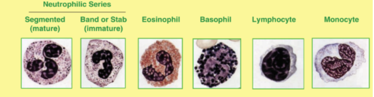 <p>Image of all wbcs</p>