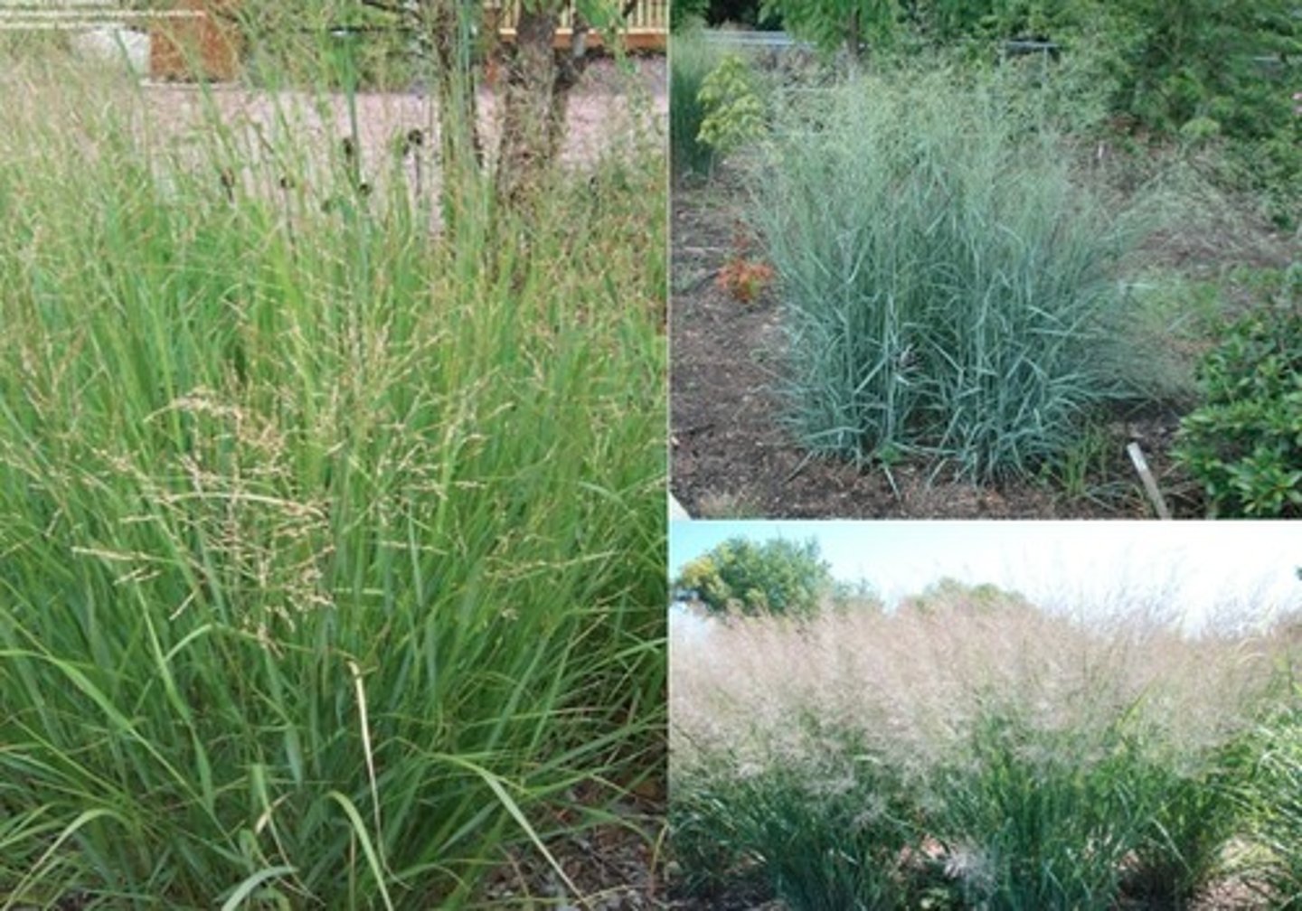 <p>Panicum virgatum<br>Seeds for birds and small mammals; habitat<br>Native<br>Grass</p>