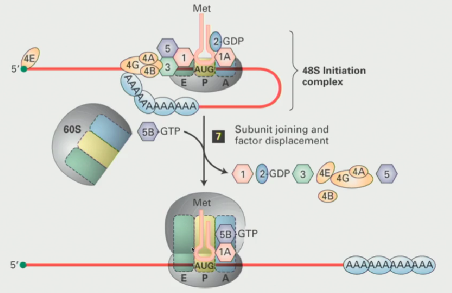 <ul><li><p>The recognition of the AUG codon by tRNAi met leads to hydrolysis of the GTP associated with eIF2 (making it inactive) and, following that, the initiation factors dissociate</p></li><li><p>Then, eIF5B in a GTP bound form interactswith eIF1A to create the active ribosome</p></li><li><p>The eIF5B GTP is hydrolyzed and other initiation factors will release, now the ribosome is ready to transcribe</p></li></ul><p></p>