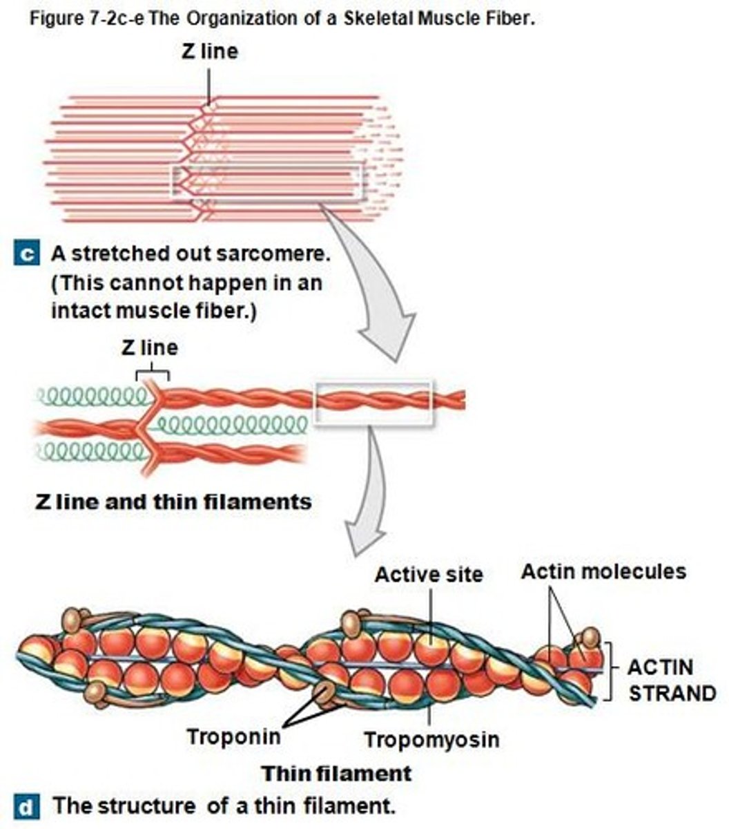 <p>Thick and thin filaments within myofibrils.</p>