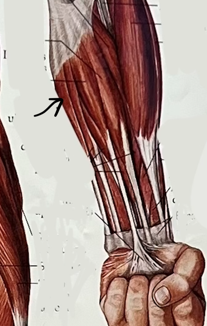 what muscle?