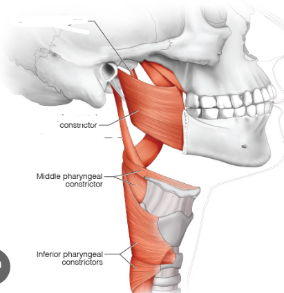 <p>Pharyngeal* constrictor muscles&nbsp;&nbsp;</p>