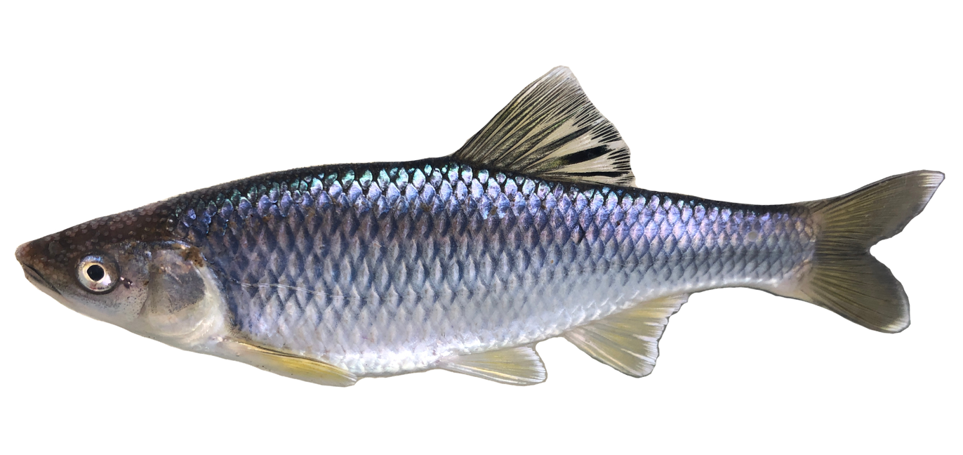 <p style="text-align: left;"><span>-Dorsal Spot</span></p><p style="text-align: left;"><span>-Tubercles</span></p><p style="text-align: left;"><span>-8 Anal fin rays</span></p>