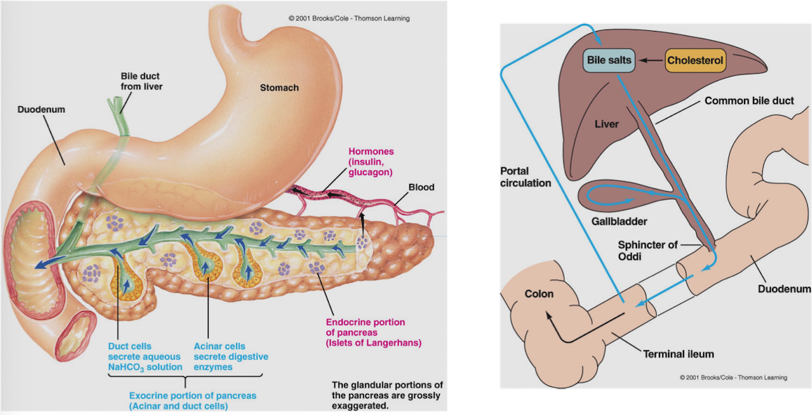 <p>Provide secretions that mix with the contents of the duodenal lumen</p>
