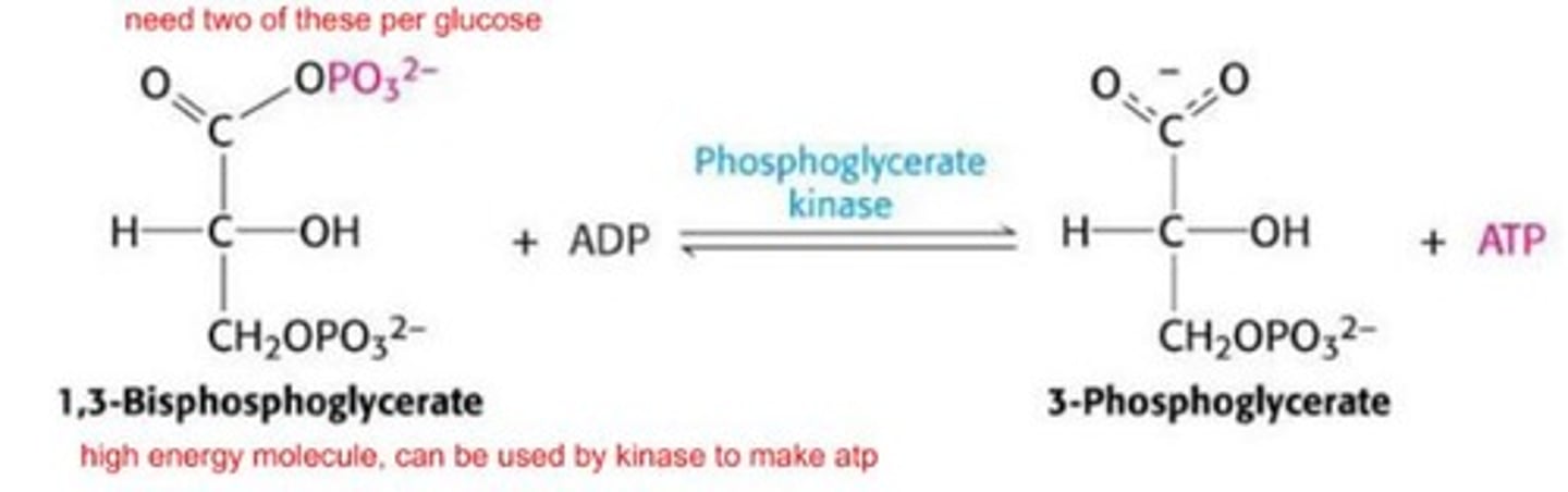 <p>Enzyme: phosphoglycerate kinase</p><p>Substrate: 1,3-bisphosphoglycerate</p><p>Product: 3-phosphoglycerate, ATP</p><p>***substrate-level phosphorylation</p><p>*near equlibrium</p><p>*transferase rxn</p>