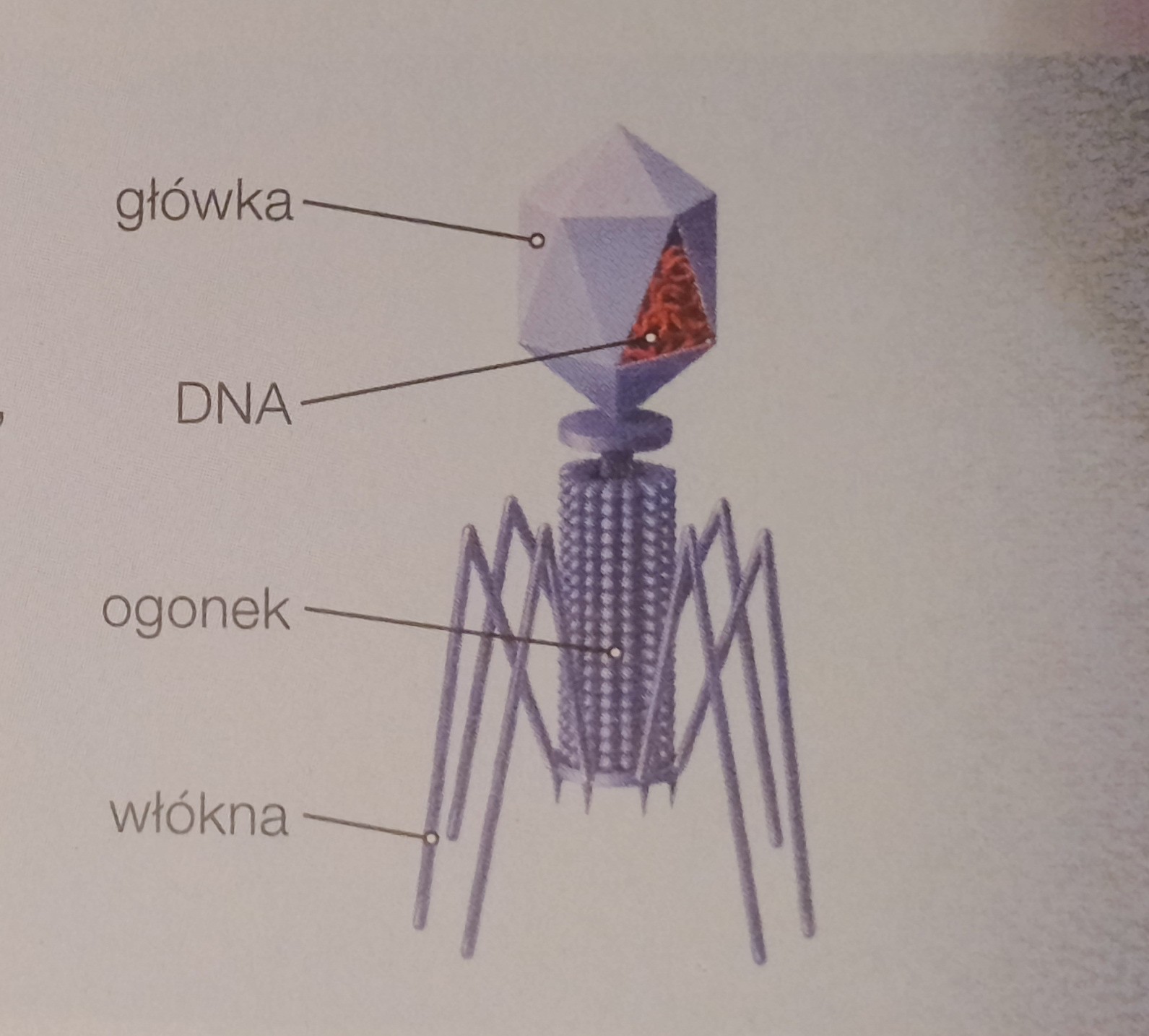 <p>Forma bryłowo spiralna często występuje u wirusòw atakujących  , kogo?)</p>