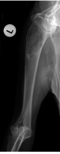 <p>what radiographic view of the humerus is shown?</p>