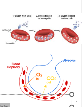 <p></p><p>•During exercise, more O2 is used, decreasing ______ PO2, this increases blood to tissue PO2 gradient.</p><p>Oxyhemoglobin: binding oxygen with hemoglobin</p><p>Deoxyhemoglobin: produced when oxyhemoglobin releases oxygen</p>