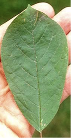 <p>dark red - purple berry</p><p>oblong leaves - two white lenticles at base - dark above pale below, reddish stems</p>