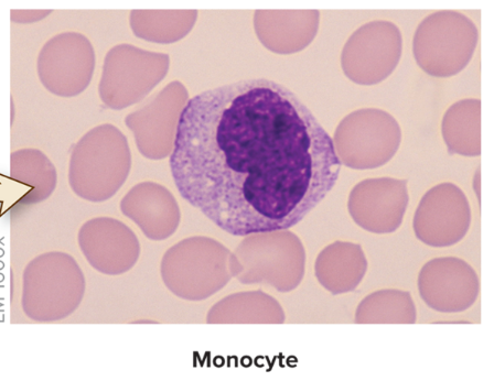 <p><strong>2–8%</strong> of blood leukocytes</p><ul><li><p><strong>C-shaped </strong>nucleus</p></li><li><p>Take up<strong> residence in tissues</strong></p></li><li><p><strong>Transform </strong>into large phagocytic cells, <strong>macrophages</strong></p></li><li><p><strong>Phagocytize bacteria, viruses, debris</strong></p></li></ul><p></p>