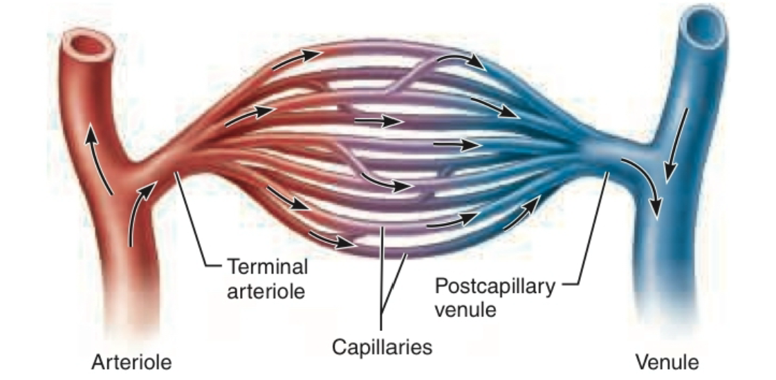 <p>Blood flows through capillaries</p>