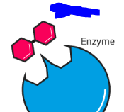 <p>Molecules that react and bind to the enzyme proteins in order to have their reactions facilitated. Basically the substance on which an enzyme acts.</p>