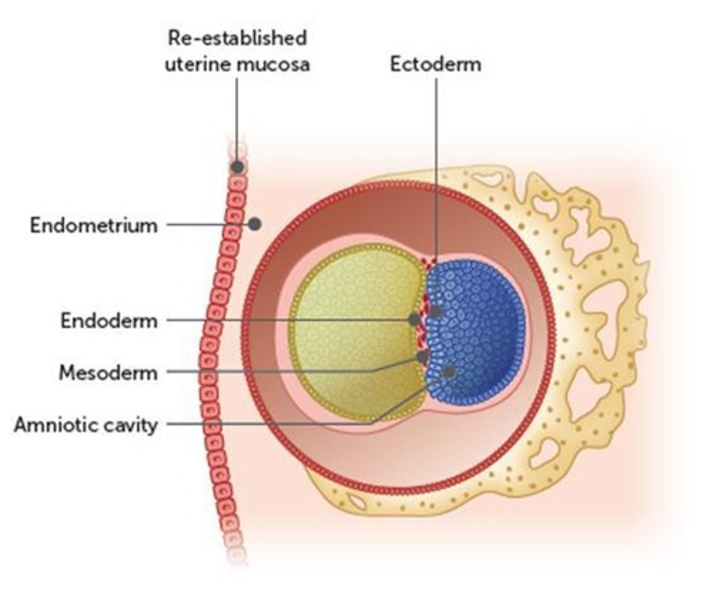 <p>Ectoderm, mesoderm, and endoderm.</p>