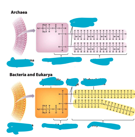 <p>plasma membrane - archaea vs bacteria & eukarya</p>