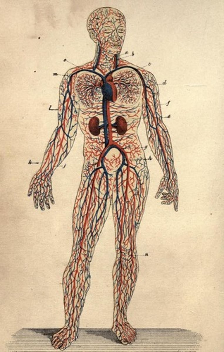 <p>Body system responsible for transport of nutrients and waste</p>