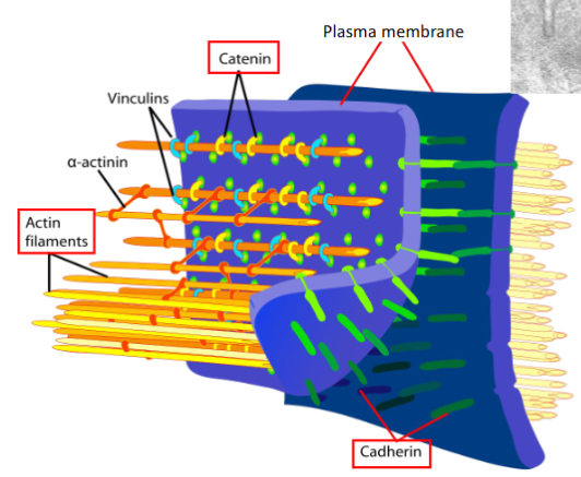 <ul><li><p>region where adjacent cells are bround together by transmembrane proteins (cadherins) in the presence of Ca2+</p></li><li><p>on cytoplasm side:&nbsp;</p><ul><li><p><mark data-color="yellow" style="background-color: yellow; color: inherit;">cadherins</mark> bound to <mark data-color="yellow" style="background-color: yellow; color: inherit;">catenin</mark> proteins which link <mark data-color="yellow" style="background-color: yellow; color: inherit;">actin filaments</mark> to form terminal web</p></li></ul></li><li><p>creates lateral perimeter</p></li></ul><p></p><p>function&nbsp;</p><ul><li><p>stabilize and strengthen zonula occludens/tight junctions&nbsp;</p></li></ul><p></p>