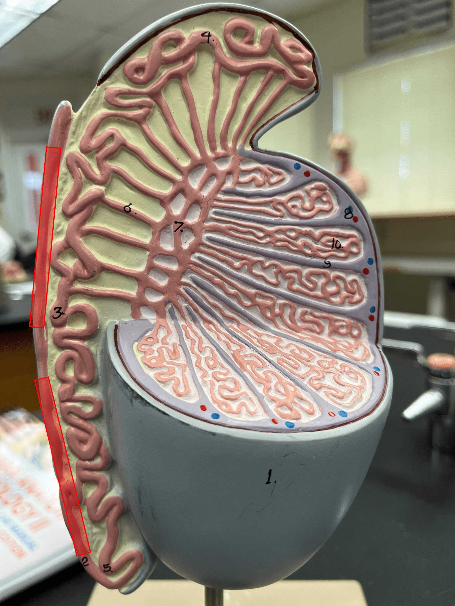 • Part of the male duct network.

• Connects the epididymis to the ejaculatory duct.

• Moves sperm by peristalsis.

• Also known as the vas deferens.