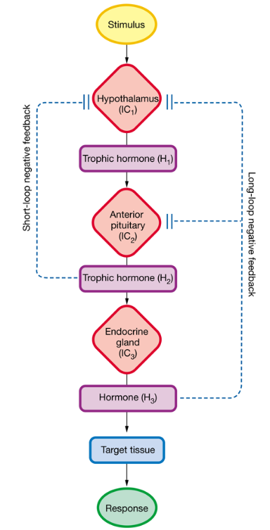 <p><strong>short-loop</strong>: a pituitary hormone feeds back to decrease hormone secretion by the hypothalamus</p><p><strong>long-loop</strong>: the hormone secreted by the peripheral endocrine gland feeds back to suppress secretion of its anterior pituitary and hypothalamic hormones</p>