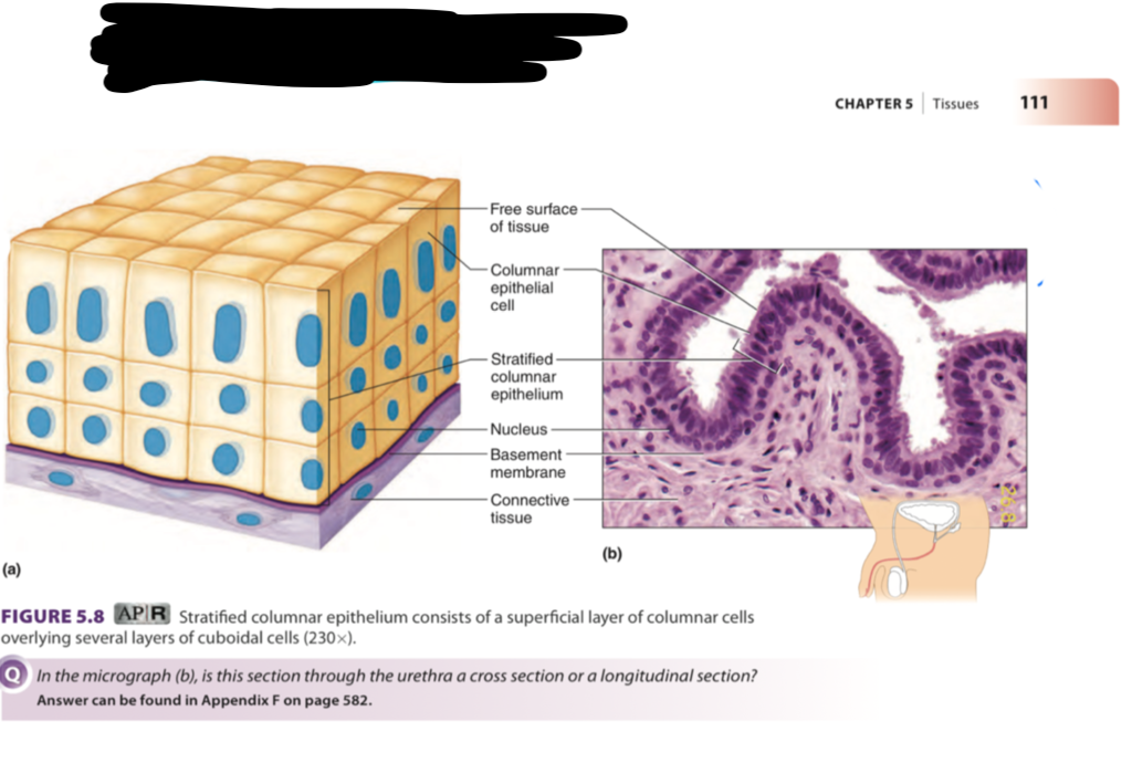 <ul><li><p>many layers, rectangular and cube-shape </p></li><li><p>found in: male urethra </p></li></ul><p></p>