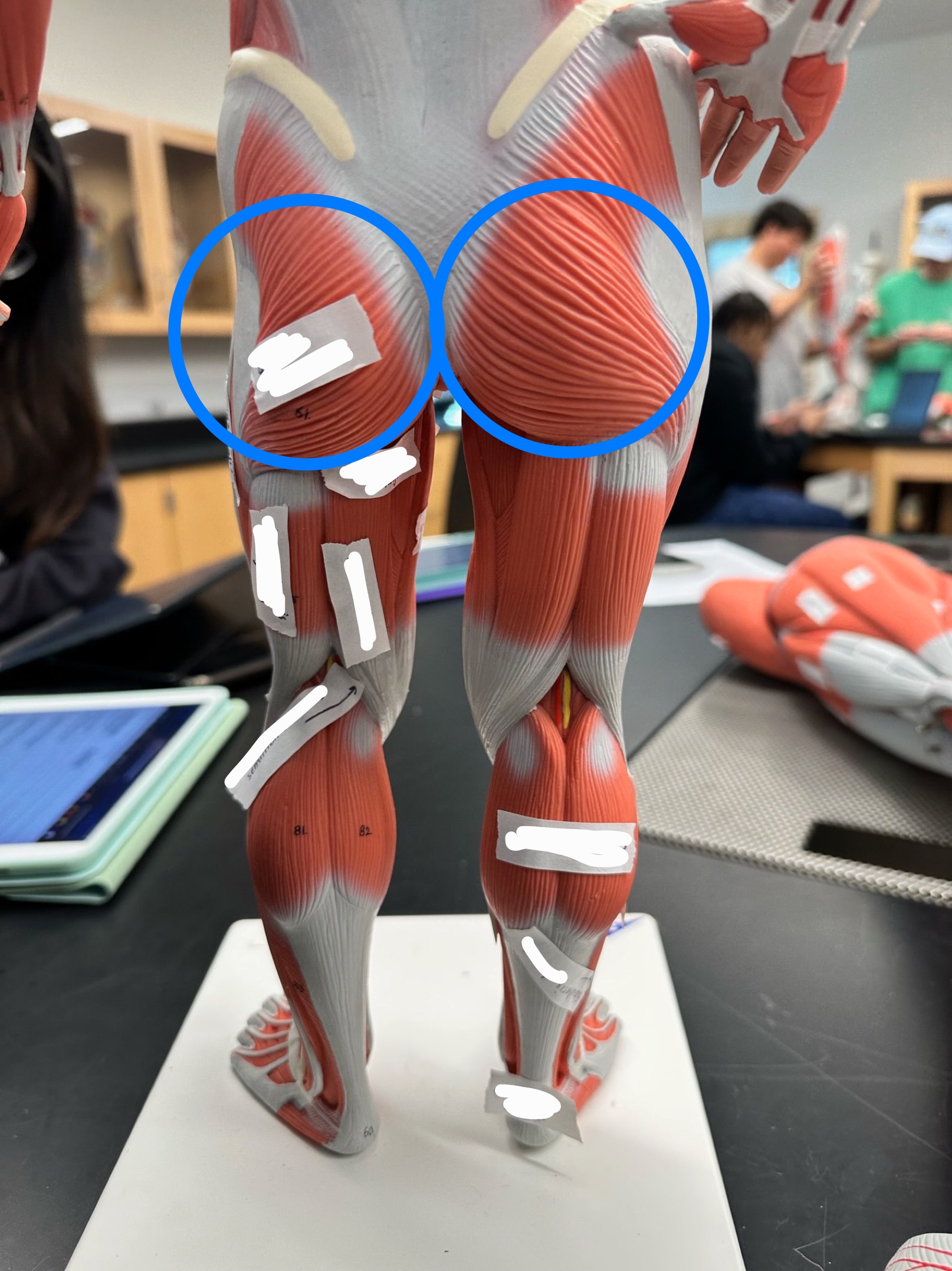 <p>ID muscle</p>