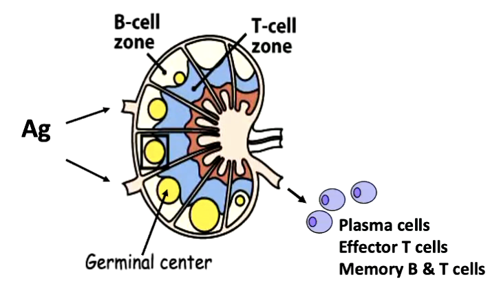 <p>clonal expansion of B cells in germinal centers of secondary lymphoid organs</p>