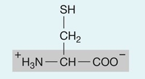 <p>hydrophillic</p>