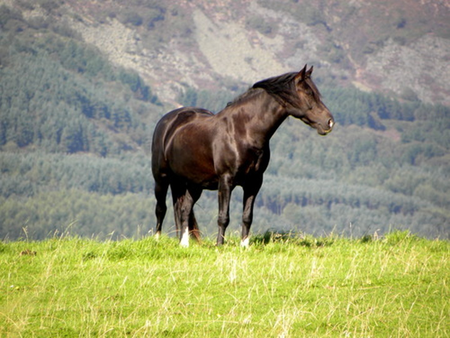 <p>sexually mature, male horse (stud)</p>