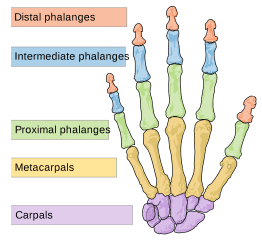 <p><span style="color: rgb(43, 49, 80)">Wrist bones are called which of the following?</span></p>