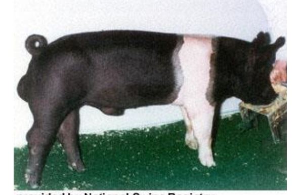 breed?

all black except 1 pale pink strip on front leg