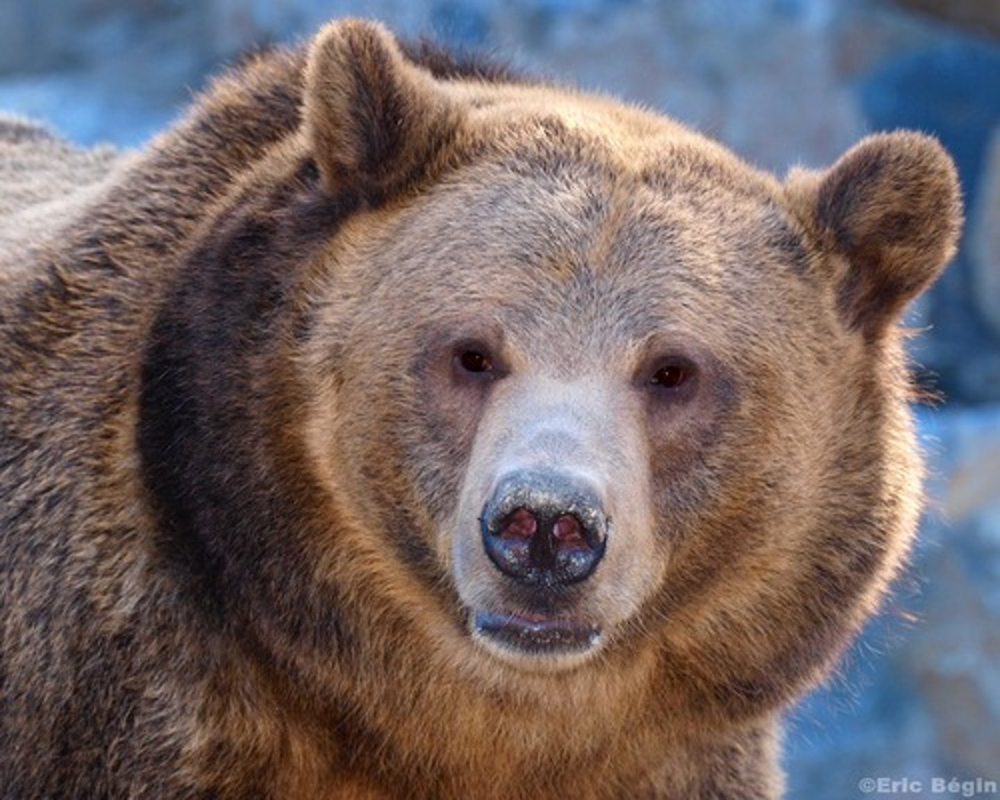 <p>bear</p>