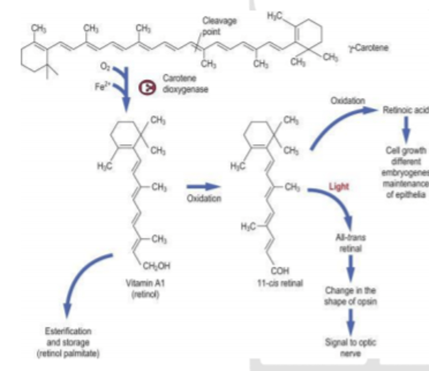 <p>Provitamīns - β-karotīns</p><p>Tiek uzkrāts aknās</p><p>Trūkums - redzes problēmas.</p><p>retīnskābe - hormonu daba (ietekmē šūnu augšanu, diferenciāciju)</p><p>retinols, retināls - redzes pigmenta veidošanās</p><p>Pārlieku lielos daudzumos</p><p>toksisks</p>