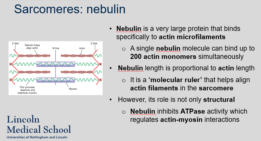 <p>Nebulin is a very large protein that binds specifically to actin microfilaments. A single nebulin molecule can bind up to 200 actin monomers simultaneously Nebulin length is proportional to actin length. It is a ‘molecular ruler’ that helps align actin filaments in the sarcomere. However, its role is not only structural Nebulin inhibits ATPase activity which regulates actin-myosin interactions.</p>