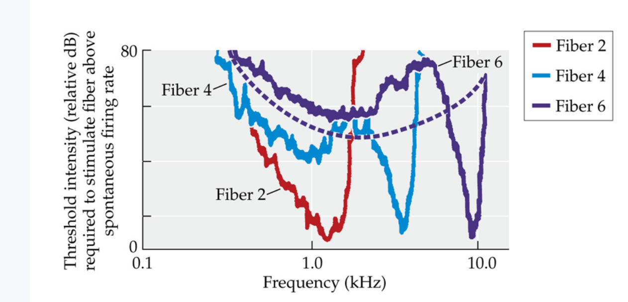 <p><span>Outer hair cells improve both sensitivity and frequency selectivity. Threshold tuning curves for three of the nerve fibers show responses when outer hair cells are active. The dashed line shows what the rightmost tuning curve (for fiber 6) would look like if outer hair cells were not active. Higher-intensity tones would be required to excite the auditory nerve fiber, and the fiber would be less selective in frequencies to which it would fire</span></p>