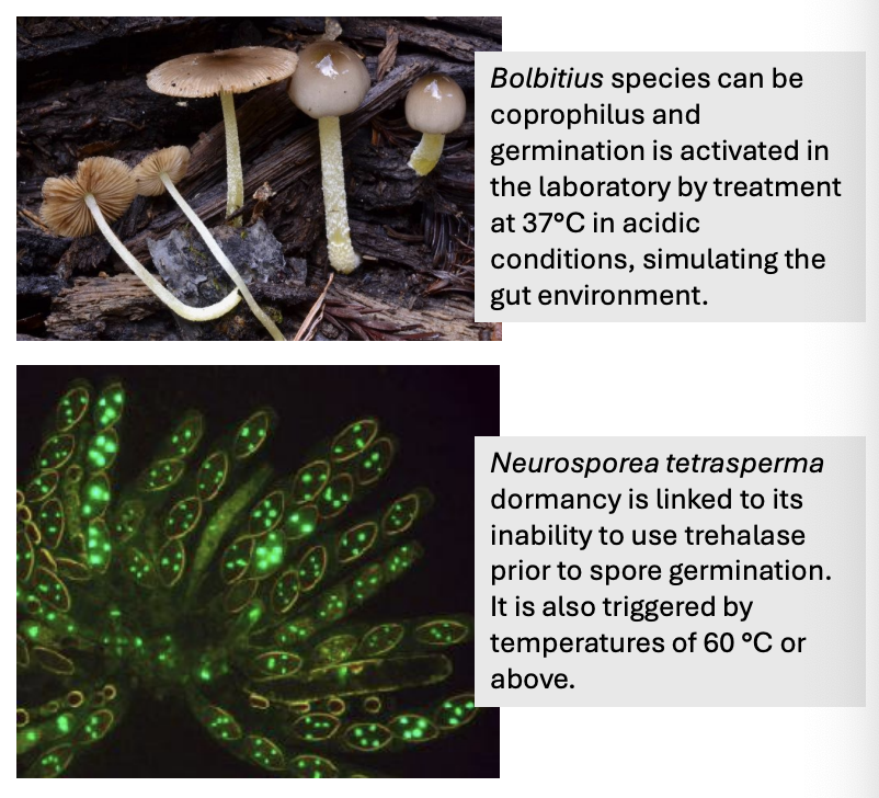 <ul><li><p>Triggers for germination is dependent upon reproductive or dispersal behavior of fungal spore</p></li><li><p>3 triggers for activation</p><ul><li><p><strong>Coprophilous</strong> = triggered by <u>acidic environment</u></p><ul><li><p>e.g., <em>Bolbitius</em> is activated in lab by treatment at 37 C in acidic conditions, simulating gut envi</p></li></ul></li><li><p><strong>Thermophilic </strong>= triggered by <u>heating or warm ash</u></p><ul><li><p>e.g., <em>Neurosporea </em>is triggered by temp at 60 C or above; dormancy is due to inability to utilize enzymes for metabolizing trehalose</p></li></ul></li><li><p><strong>Association</strong> = triggered by <u>compounds released when close to parent hypha</u>e</p></li></ul></li></ul><p></p>