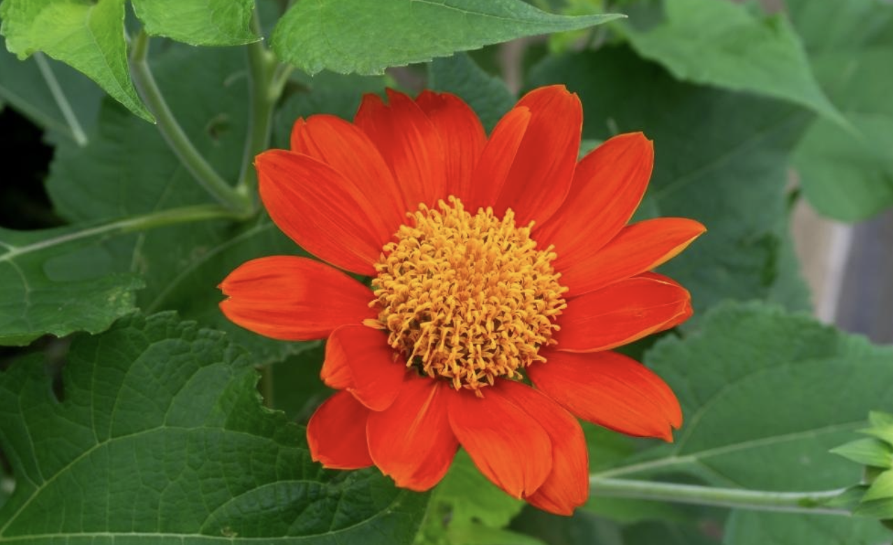 Flower 177