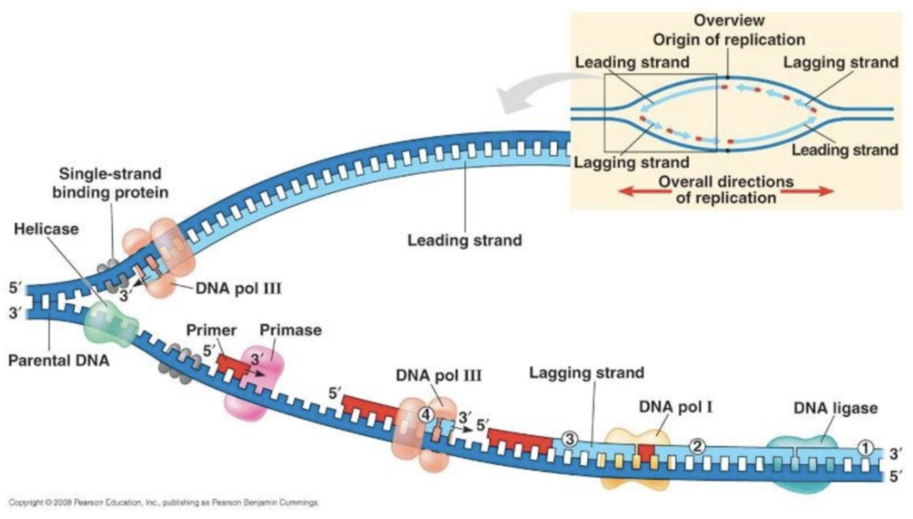 <ul><li><p><strong>DNA Polymerase III</strong> elongates the new daughter strand in the<strong> 5’ to 3’ direction</strong> by <strong>catalyzing phosphodiester bond formation</strong> between the incoming <strong>deoxyribonucleotides</strong> and the <strong>free 3’ OH end</strong>s of the daughter strand</p></li><li><p>Free <strong>deoxyribonucleotides</strong> are incorporated by <strong>DNA Polymerase III</strong> to the <strong>parental DNA strand </strong>in complementary base pairing</p></li><li><p><strong>RNA primers</strong> are removed on the <strong>parental strand</strong>s and replaced by <strong>deoxyribonucleotides</strong> by<strong> DNA Polymerase I</strong></p></li></ul><p></p>