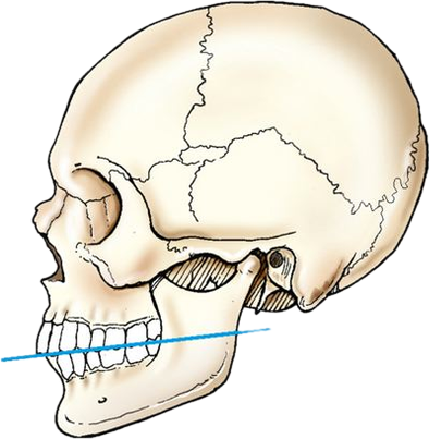 <p>occlusal plane</p>