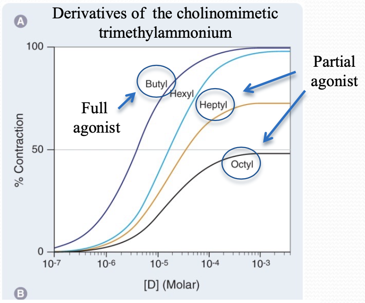 not able to achieve the same maximal response art a given receptor; even with increasing agonist

* may show greater potency than a full agonist at a given receptor