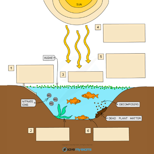 <p>This is the process of Eutrophication. Name labels 1-6</p>