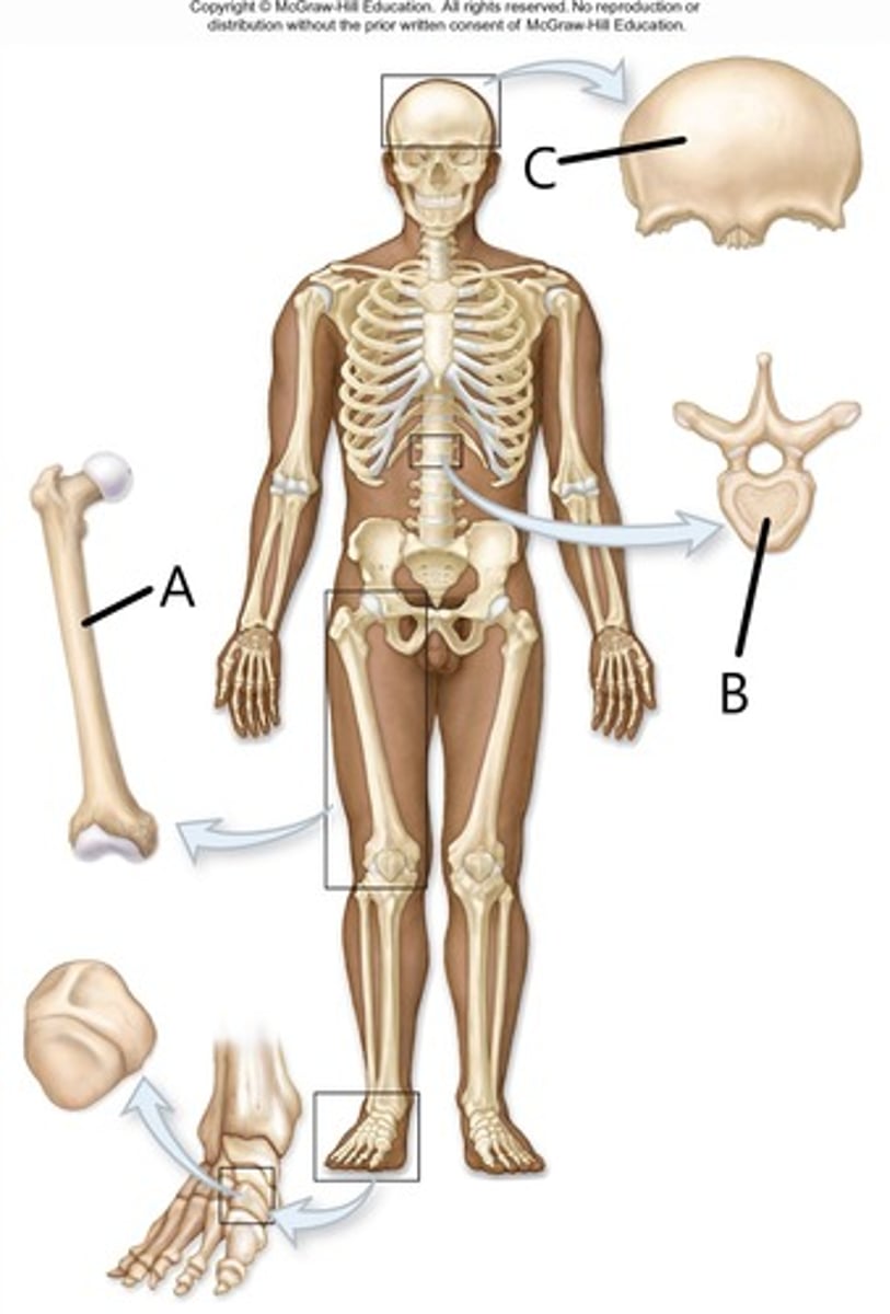 <p>irregular</p>