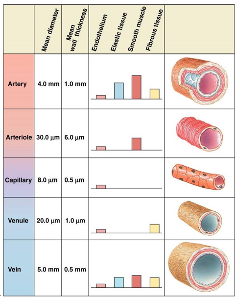 <p><strong>aorta</strong>: large diameter, thick wall, elastic and fibrous tissue</p><p><strong>arteriole</strong>: smaller diameter, thinner wall, smooth muscle</p><p><strong>capillaries</strong>: smallest diameter, thin wall, just endothelium, good for exchange because they lack smooth muscle and elastic tissue reinforcement</p><p><strong>venule</strong>: more fibrous tissue</p><p><strong>vein</strong>: thick, more tissue types</p>