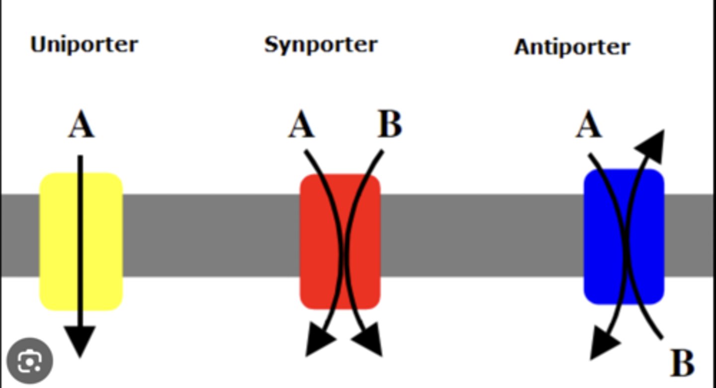 <p>All 3 move molecules across the cell membrane through carrier proteins. <br>Uniport: moves a SINGULAR molecule<br>Symport: moves TWO different molecules in the SAME direction. <br>Antiport: moves TWO different molecules in OPPOSITE directions.</p>