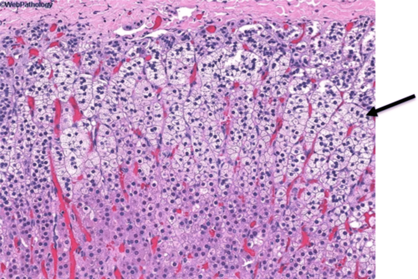 <p>The middle glandular tissue layer that secretes cortisol</p>