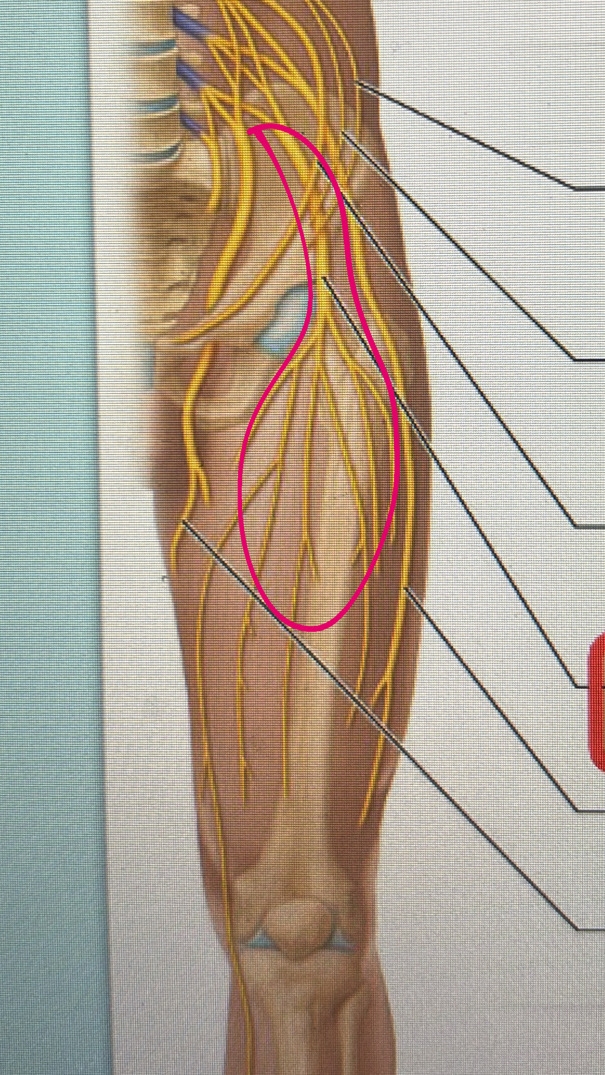 <p>anterior motor nerve to que quadriceps femoris, iliopsoas and sartorius</p>