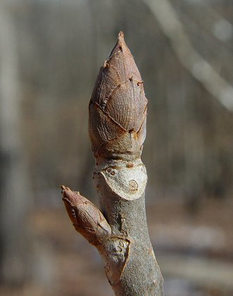 <p>Common name: Buckeyes and Horsechestnuts</p><p></p><p>Genus: Aesculus</p><p></p><p>Species: spp.</p><p></p><p>Family: Sapindaceae</p>