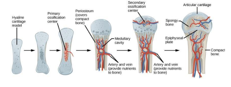 <p><strong><u>Ossification center forms in fibrous connective tissue membrane</u></strong></p><p>Mesenchymal cells differentiate into osteoblasts</p>